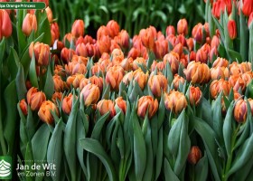 Tulipa Orange Princess (2)